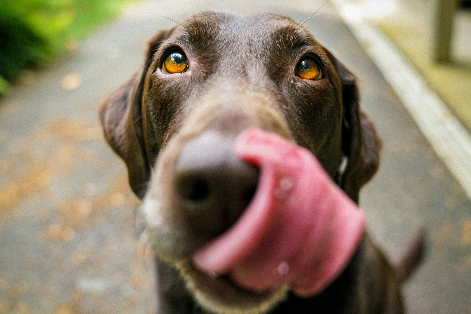 Confort y Seguridad para tu Perro